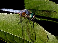 Blue Dasher